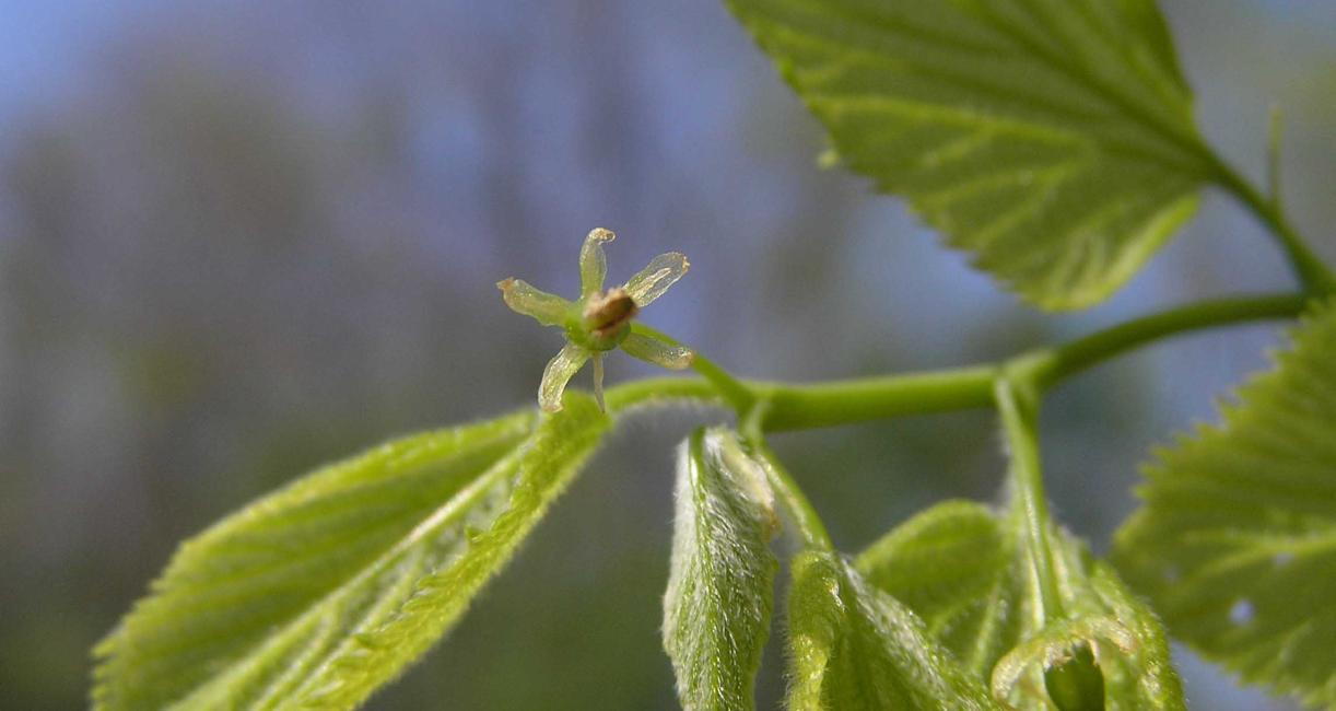 Tree flower