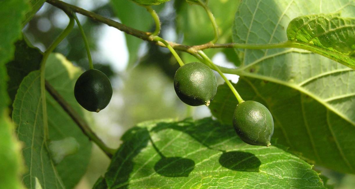 Tree fruit