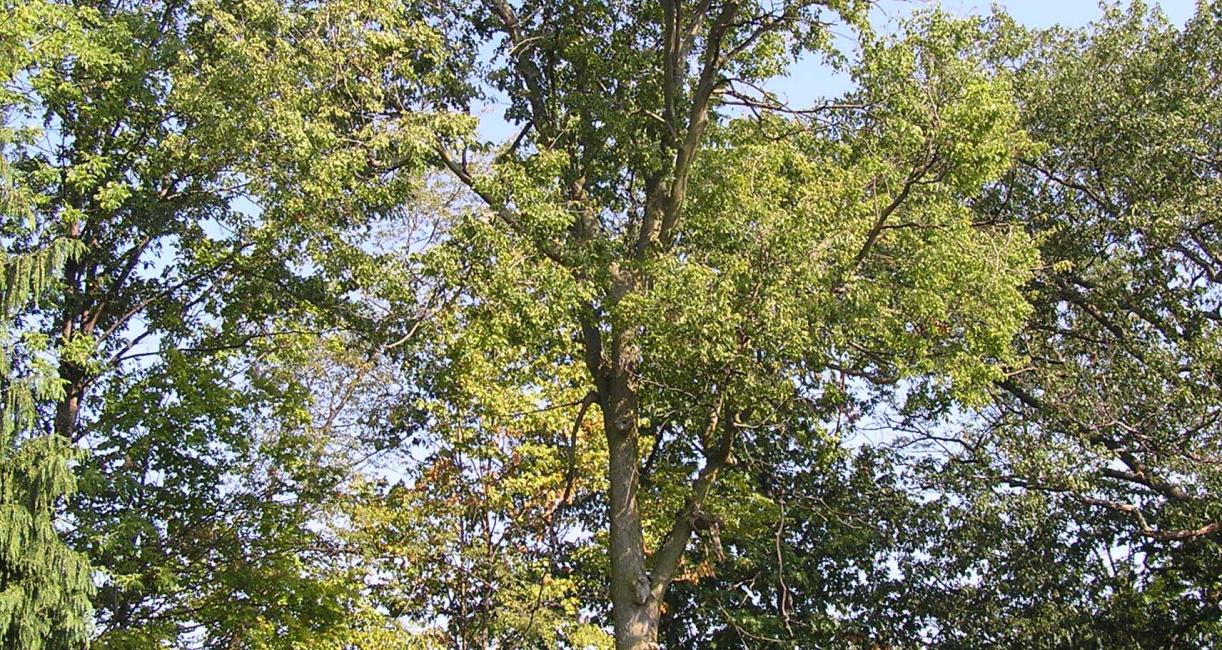 Tree habit