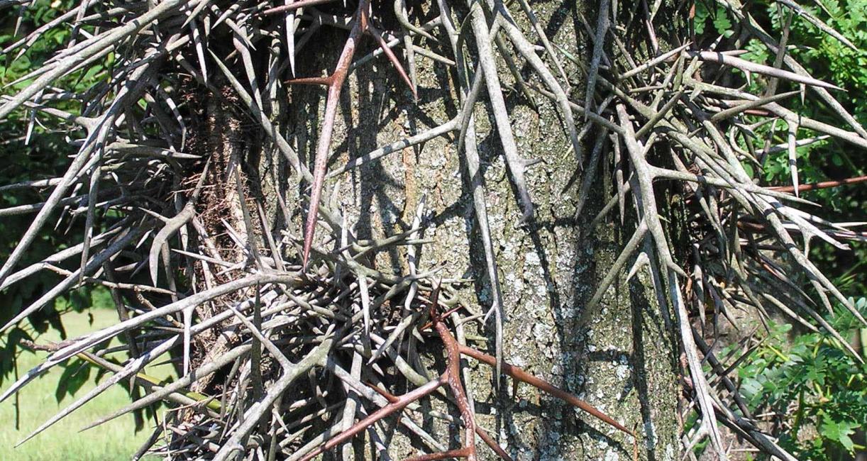 Tree bark