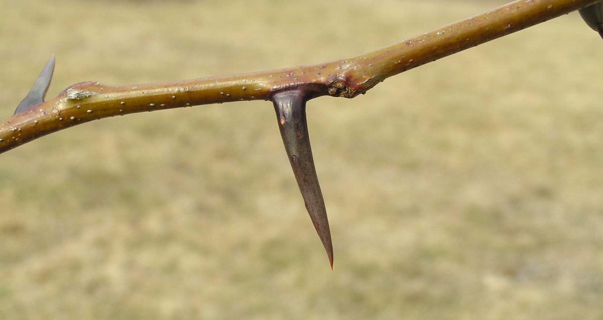 Tree branch