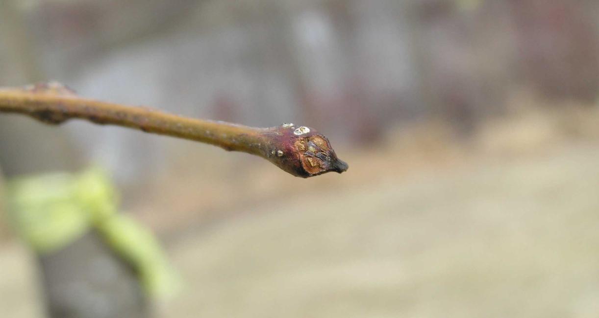 Tree bud