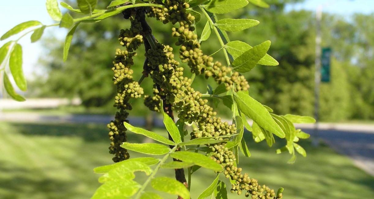 Tree flower