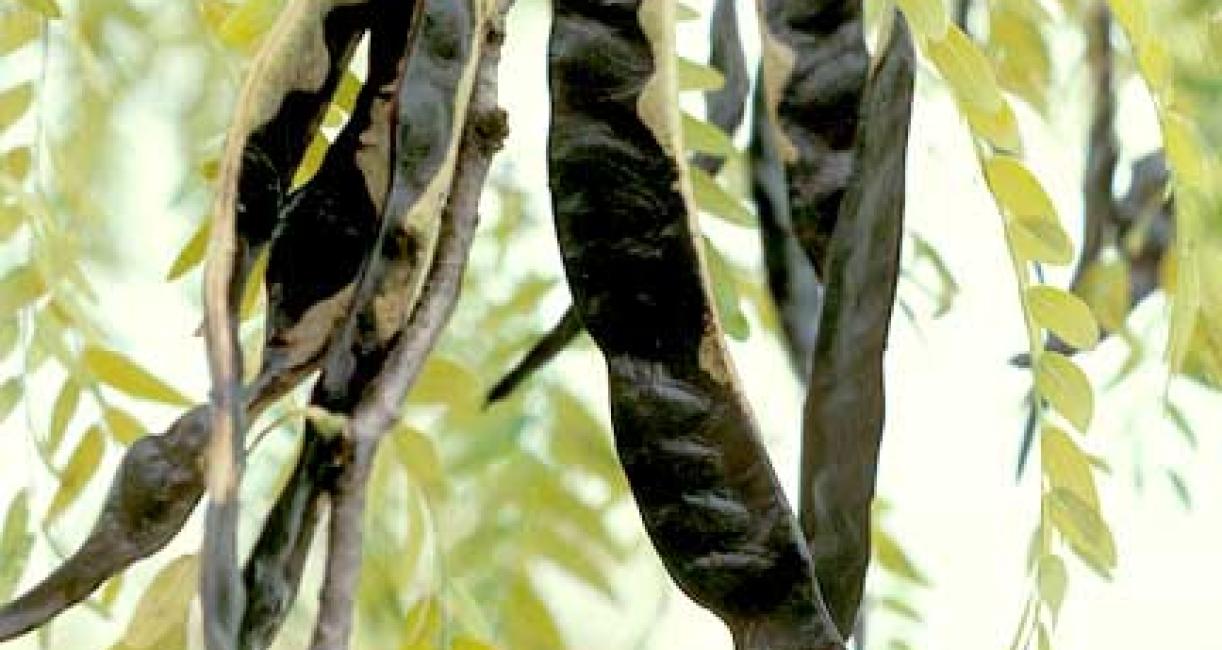 Tree fruit
