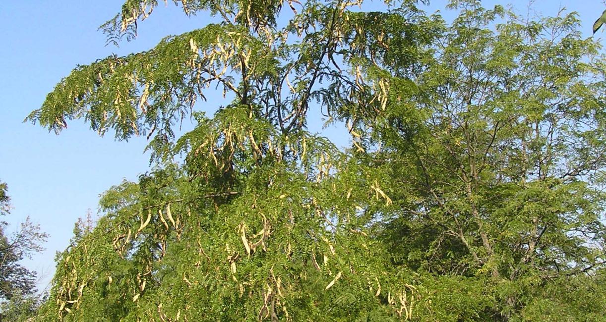 Tree habit