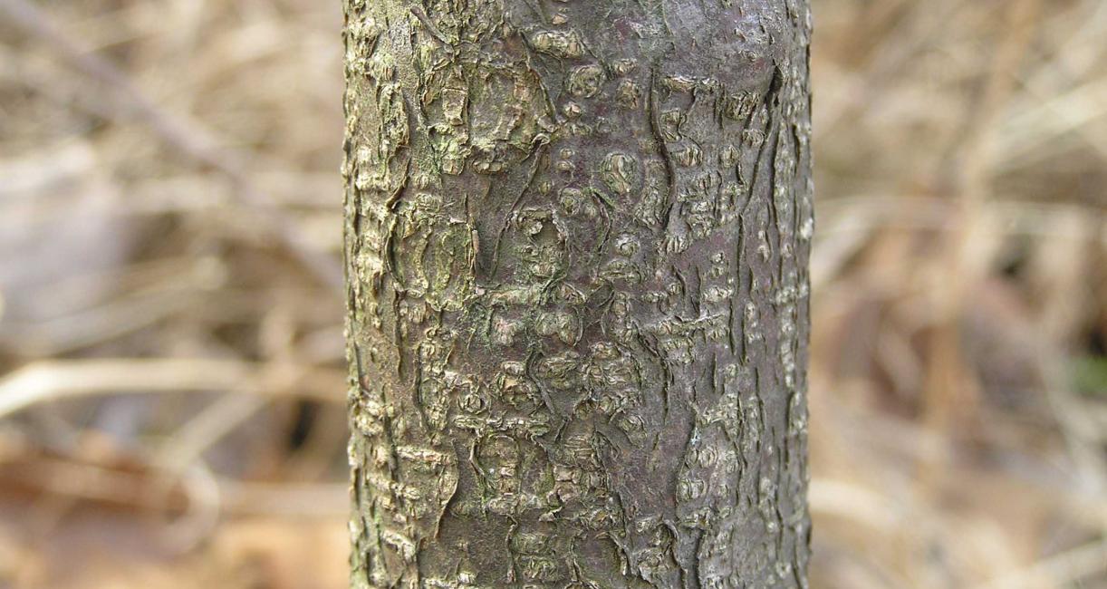 Tree bark