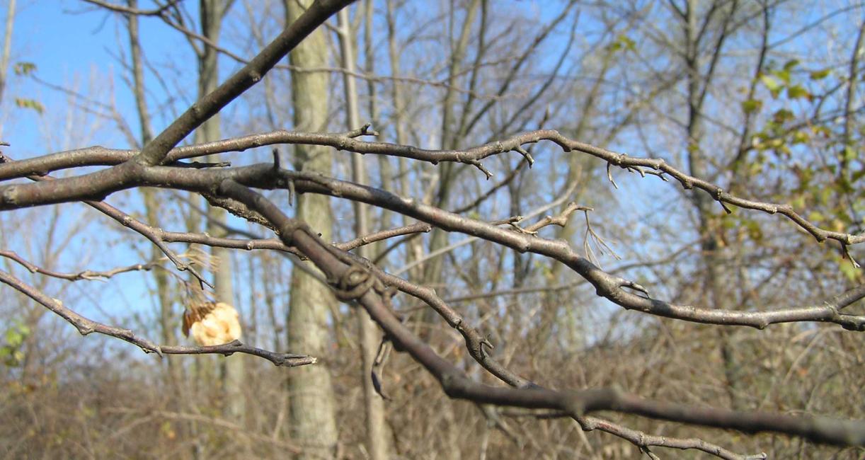 Tree branch