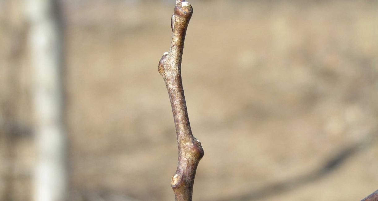 Tree bud