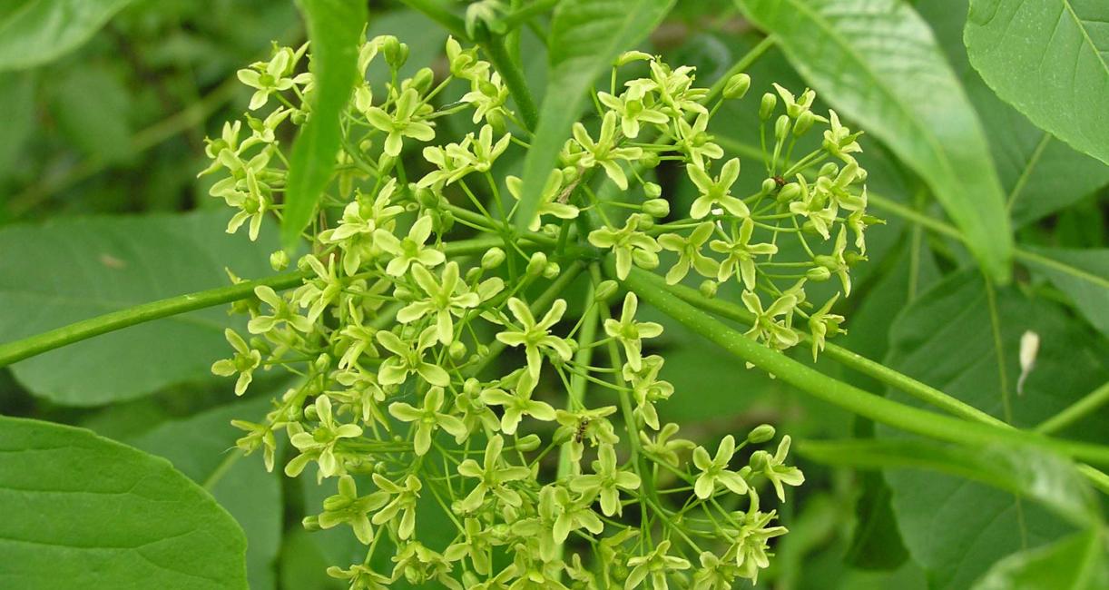 Tree flower