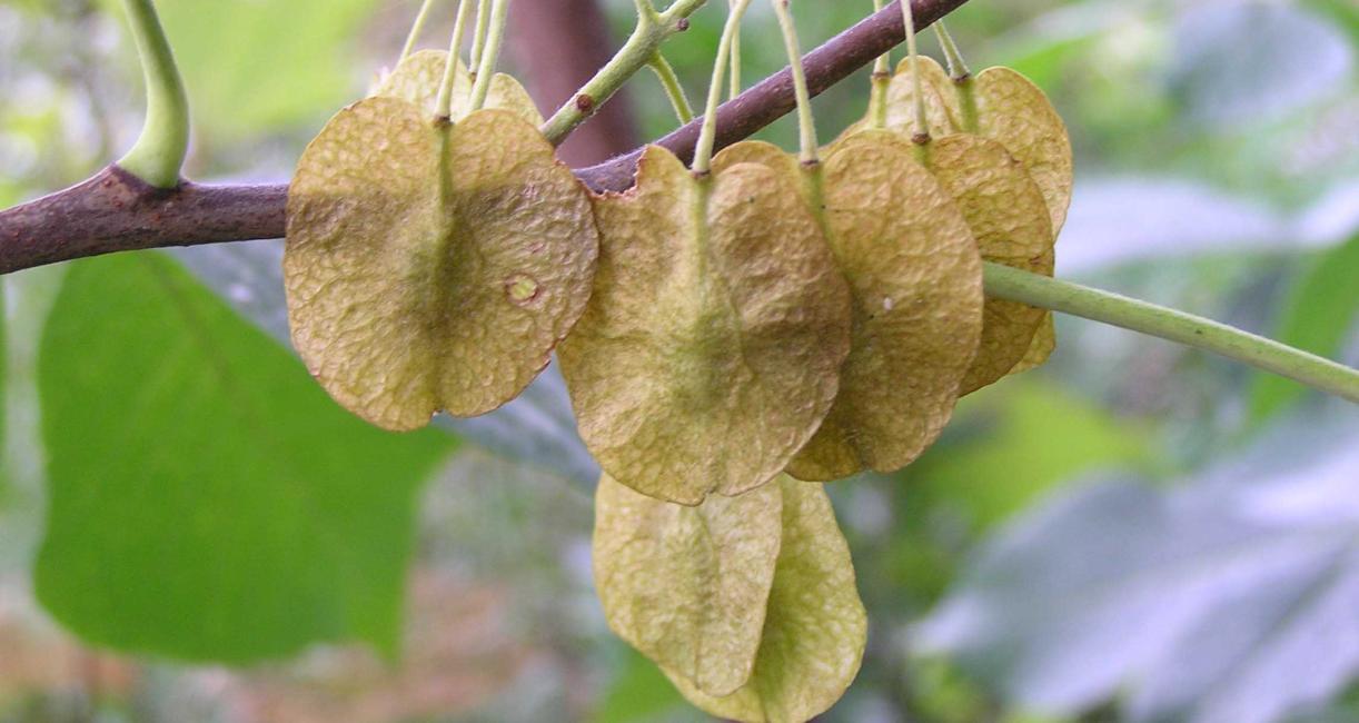 Tree fruit