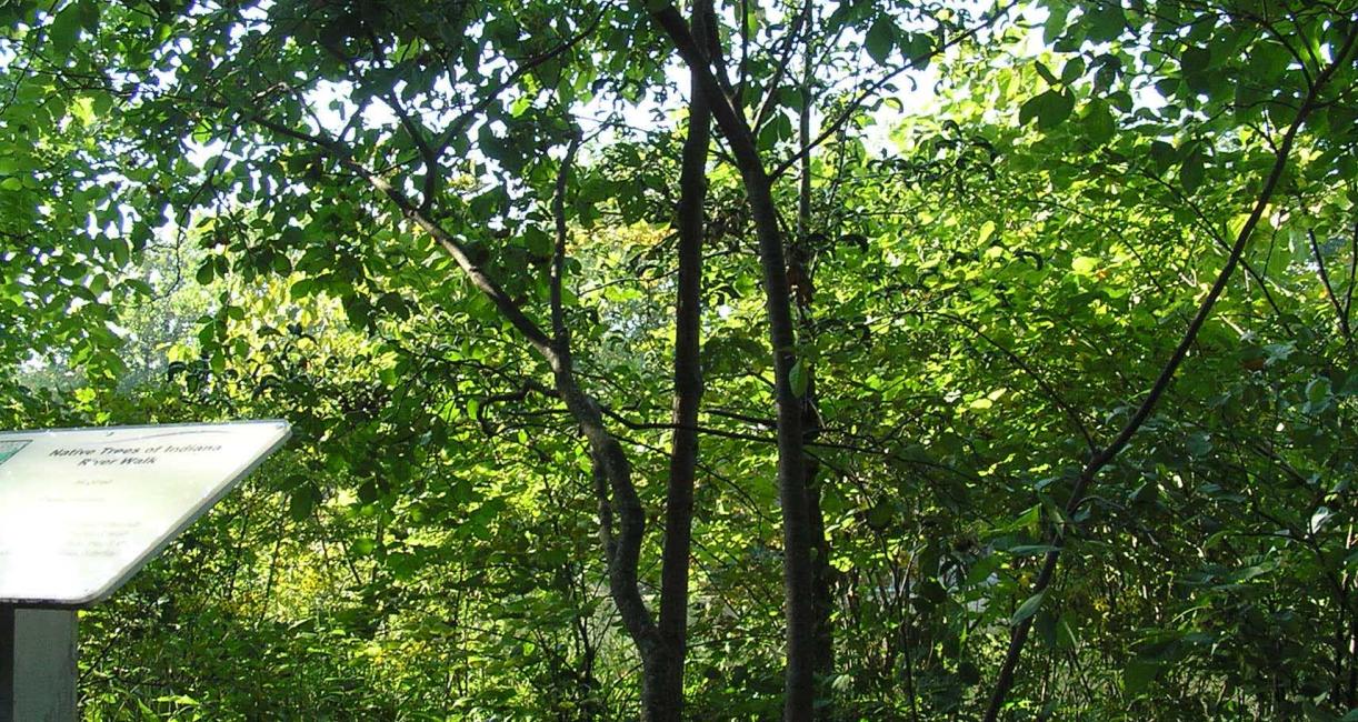 Tree habit