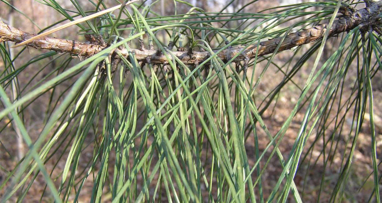 Tree branch