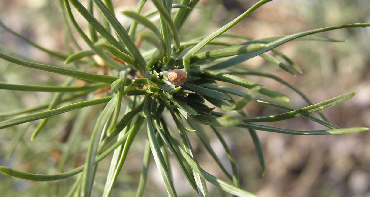 Tree bud