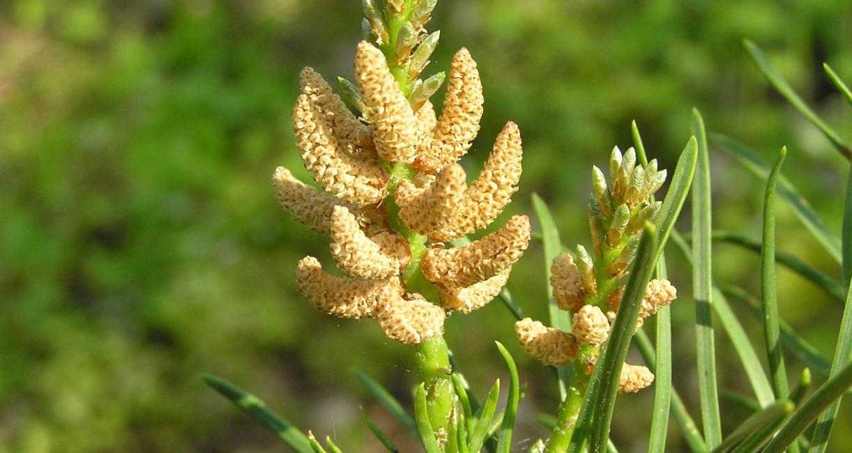 Tree flower