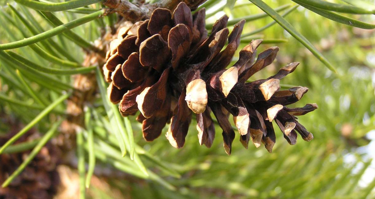 Tree fruit