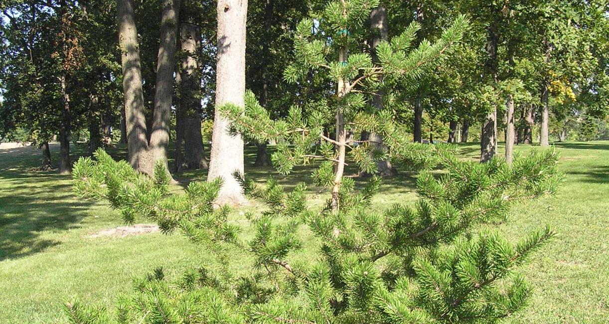 Tree habit