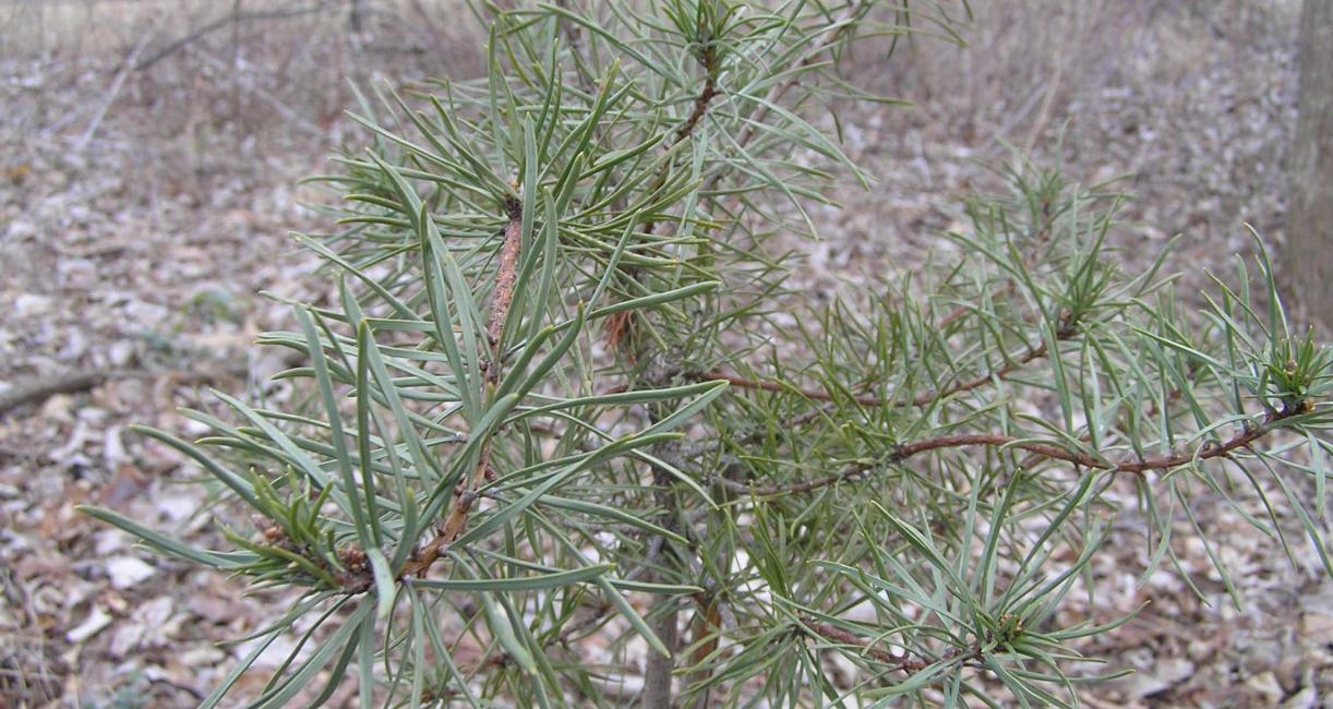 Tree leaves