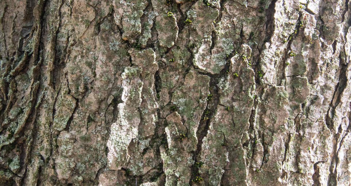 Tree bark