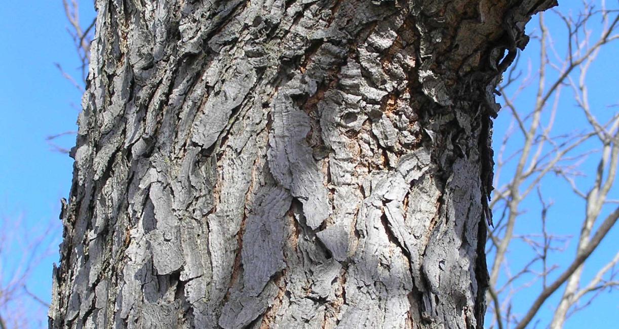 Tree bark