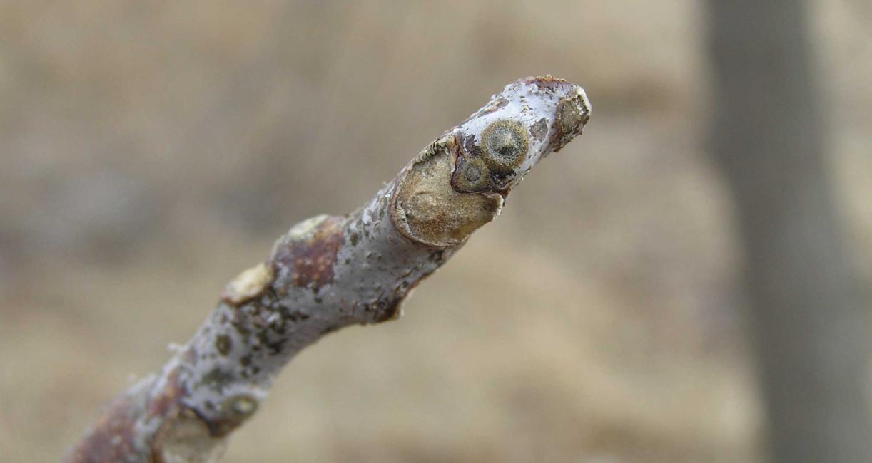 Tree bud