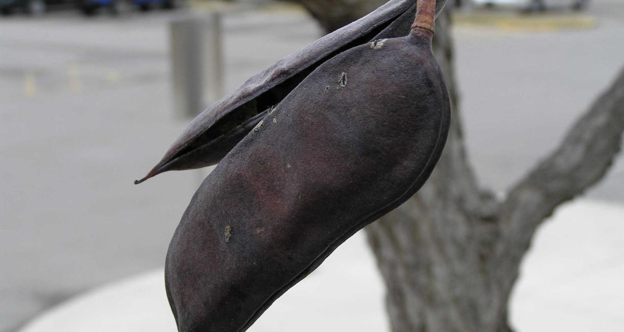 Tree fruit
