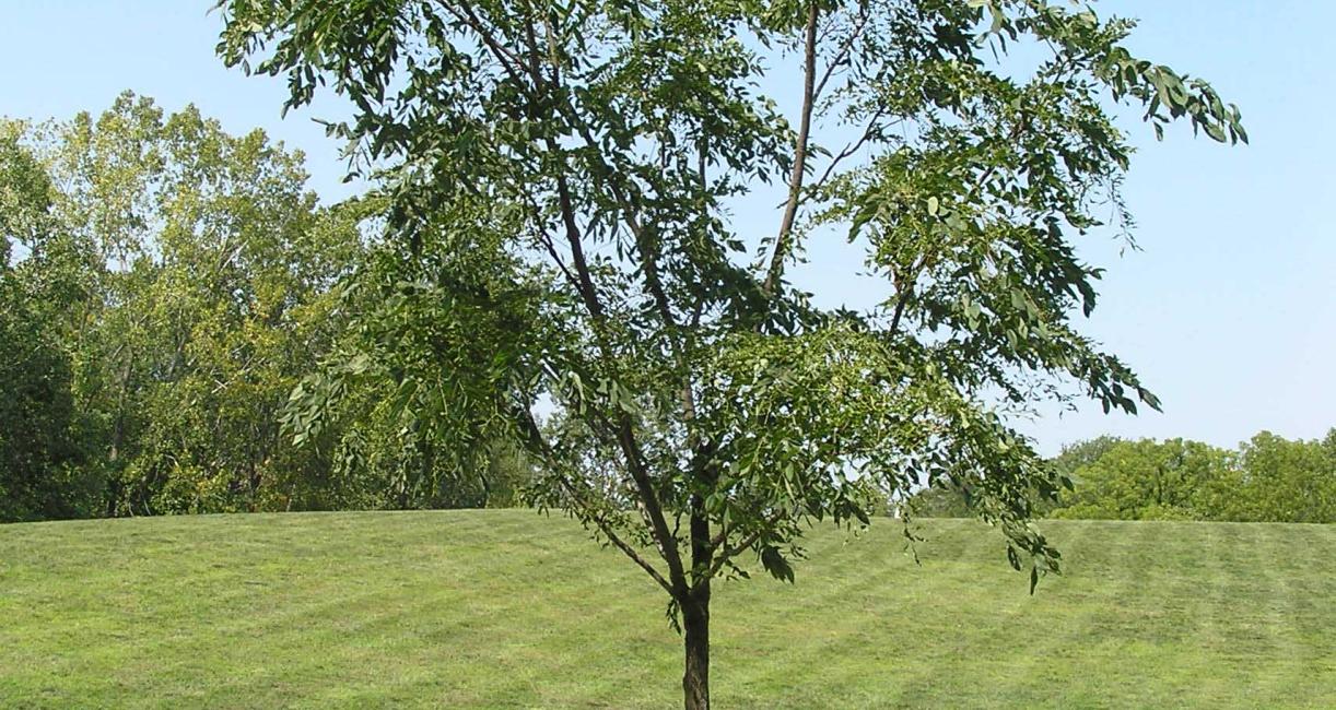 Tree habit