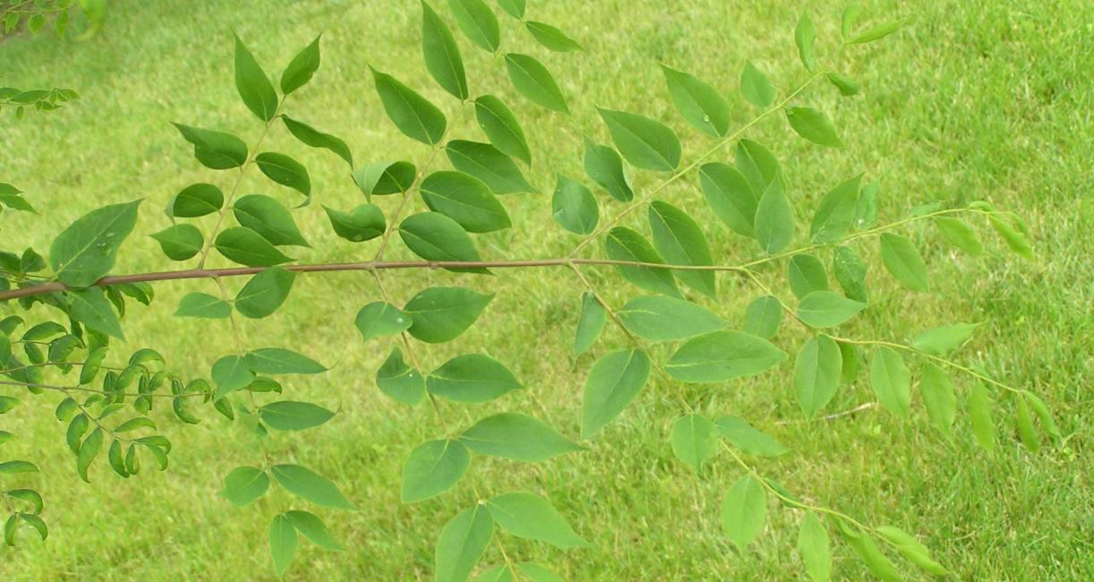Tree leaves