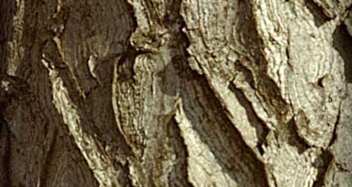 Tree bark