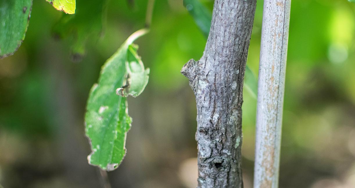 Tree bark