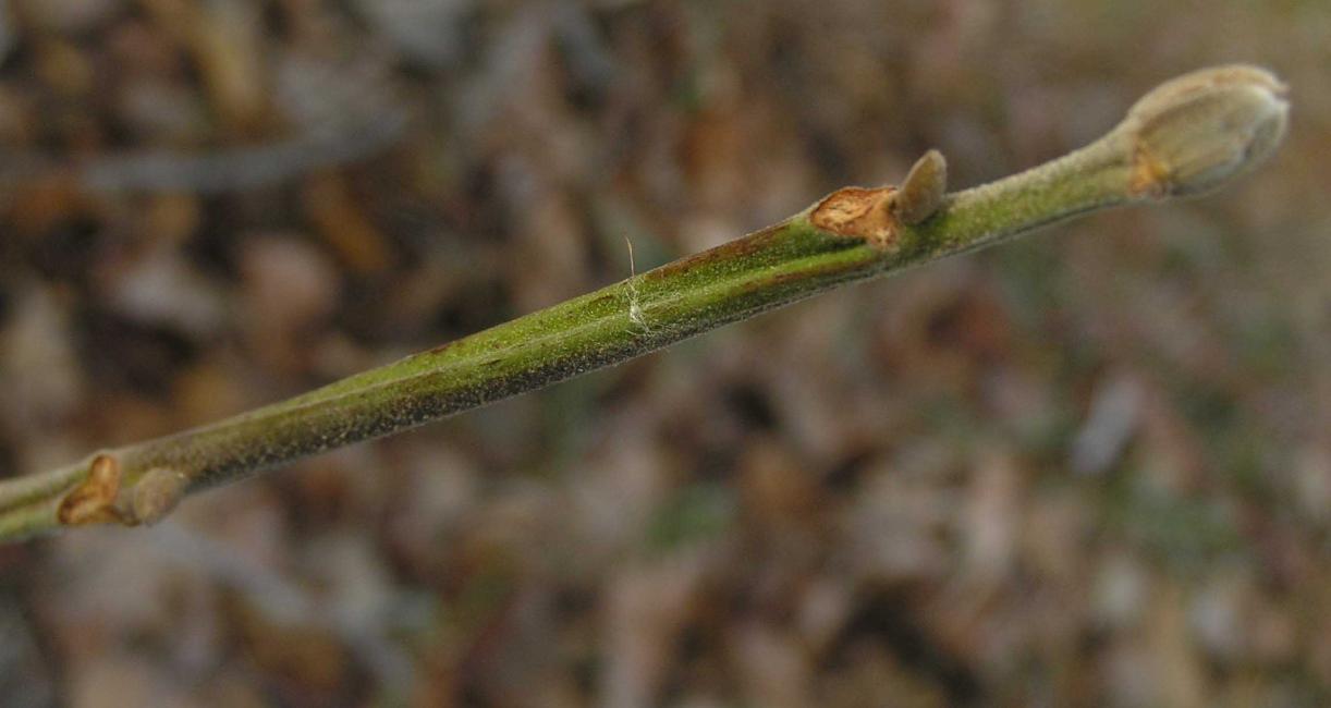 Tree branch