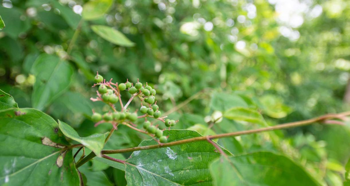 Tree bud
