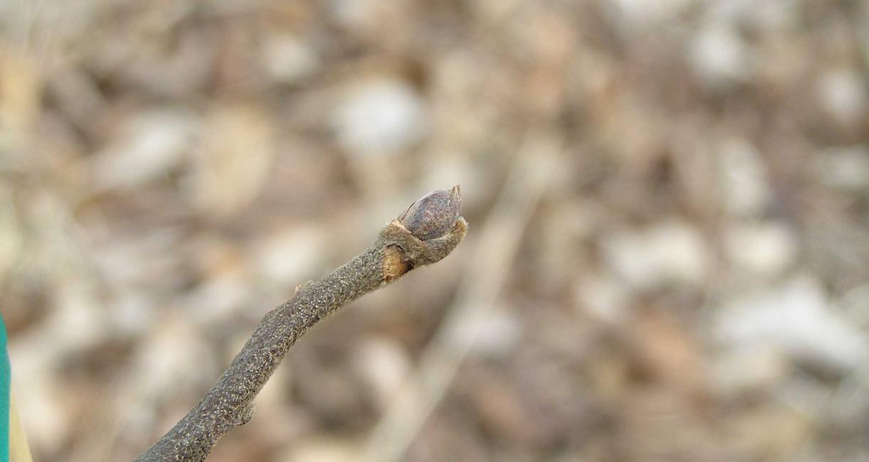 Tree bud