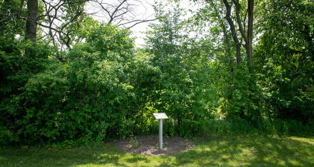 Tree habit