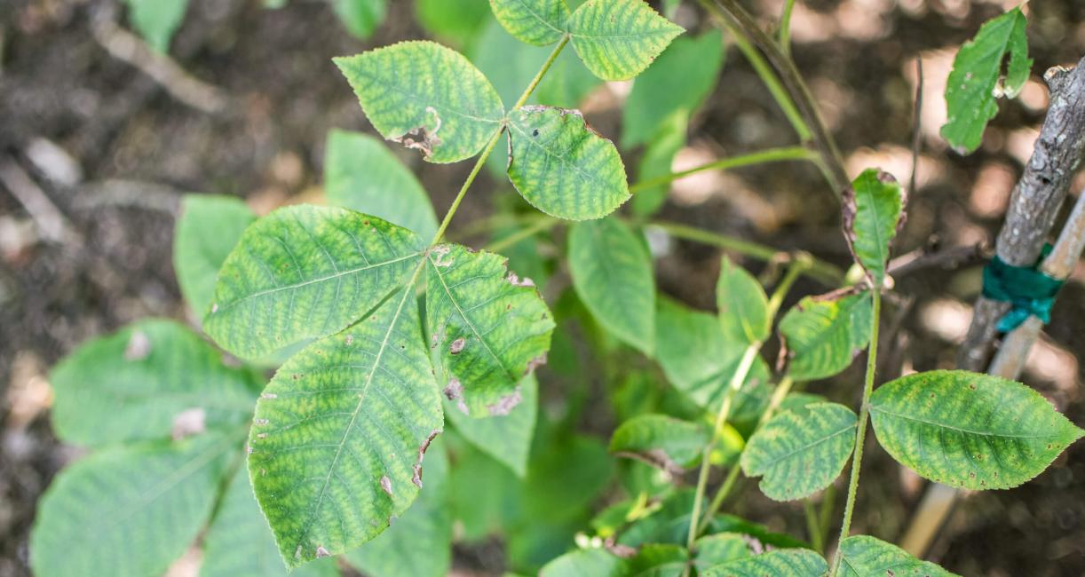 Tree leaves