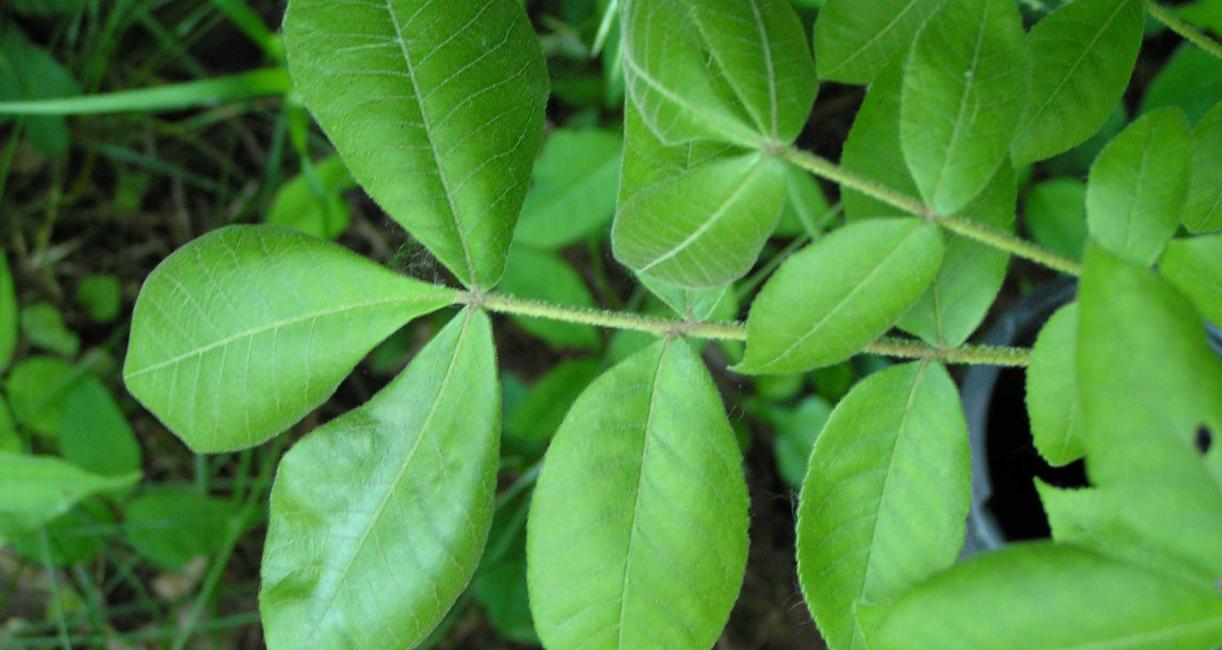 Tree leaves