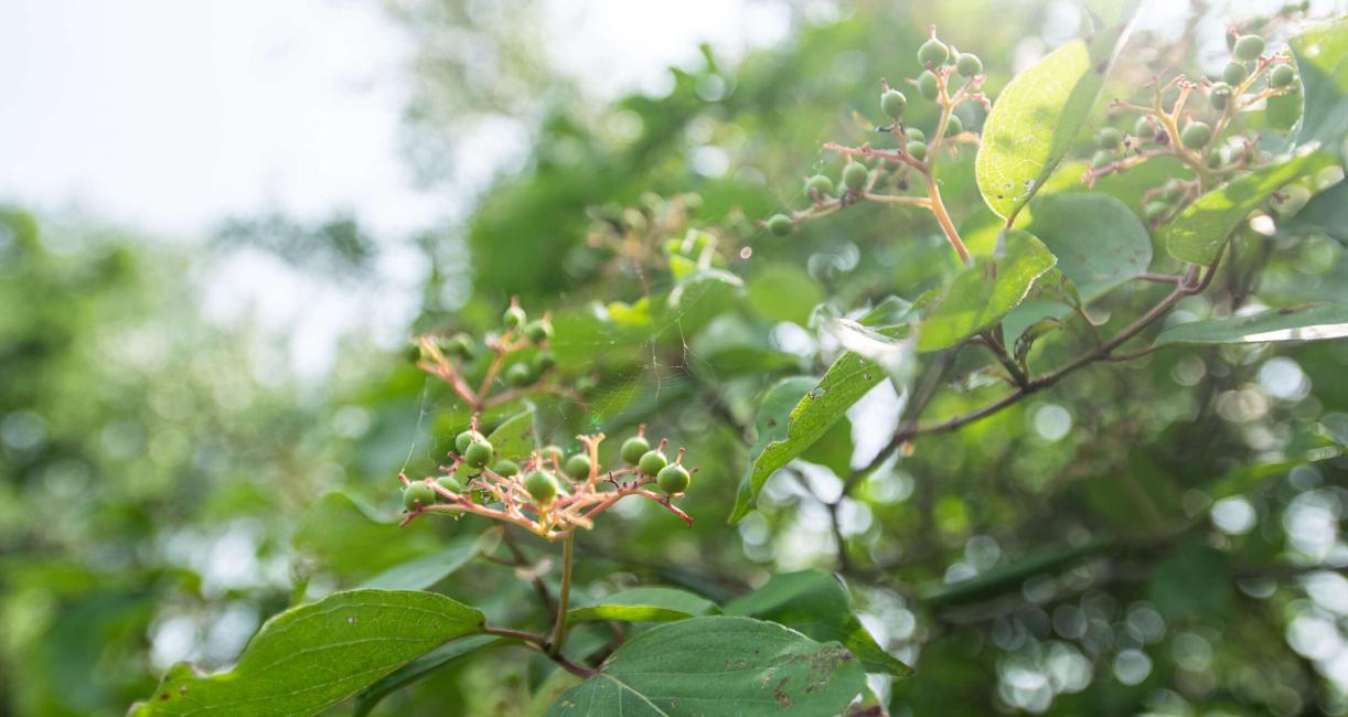 Tree leaves