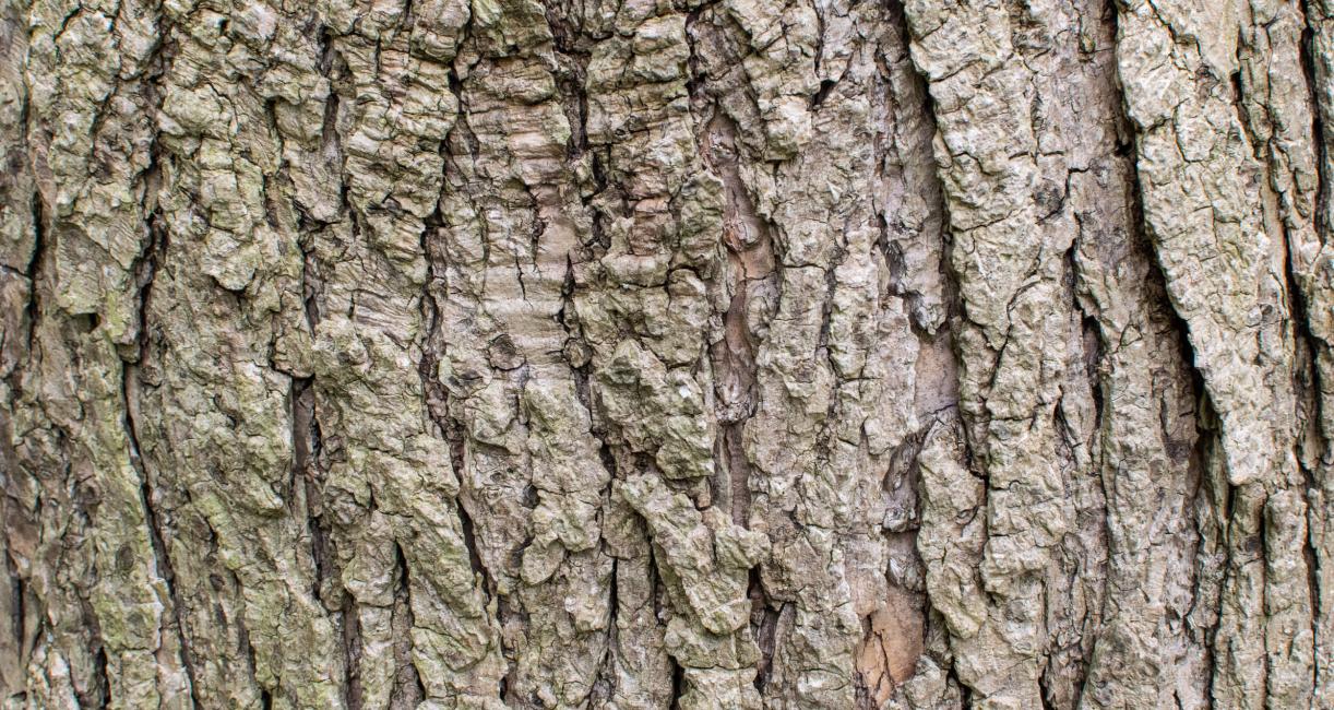Tree bark