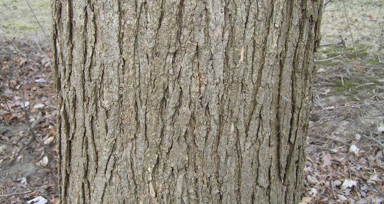 Tree bark