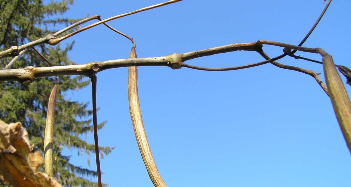 Tree branch