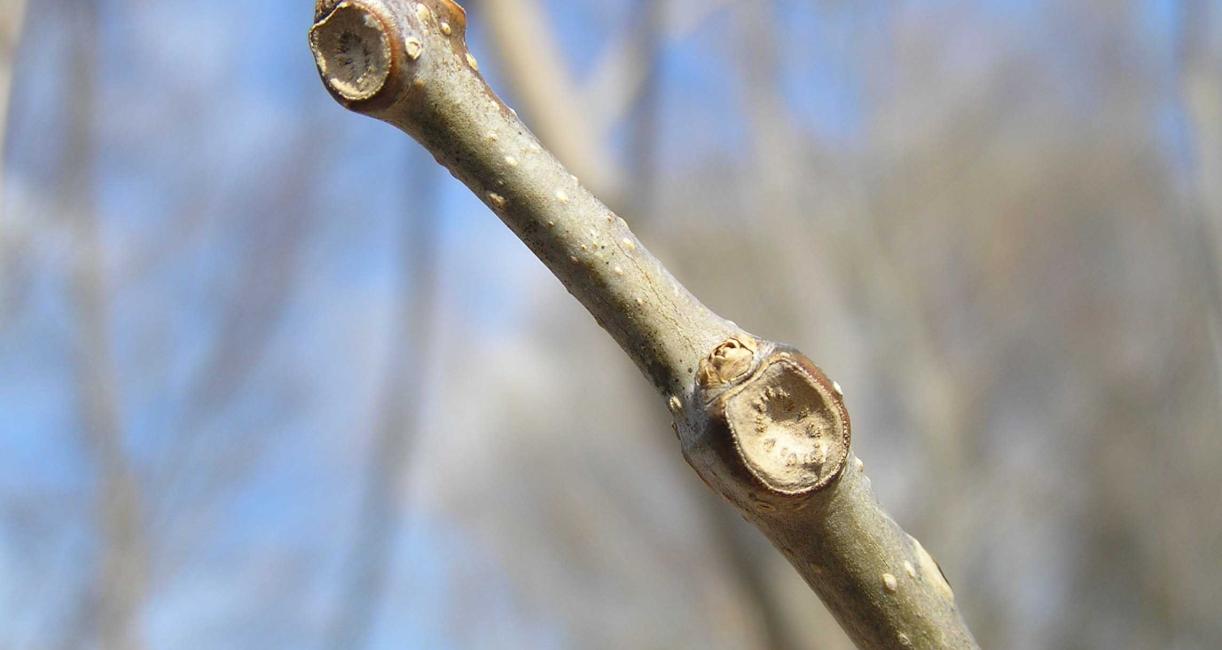 Tree bud