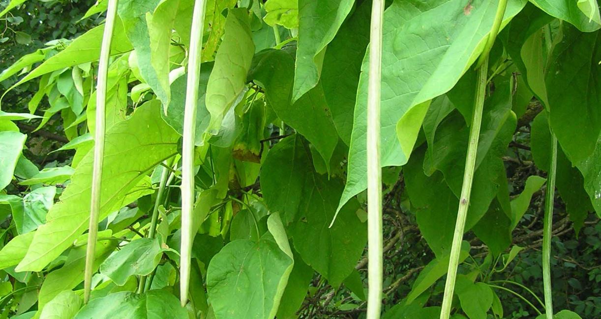Tree fruit