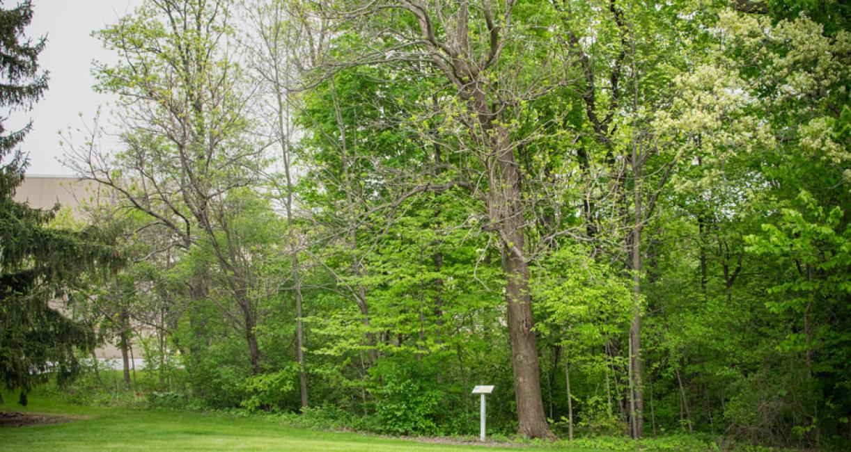 Tree habit