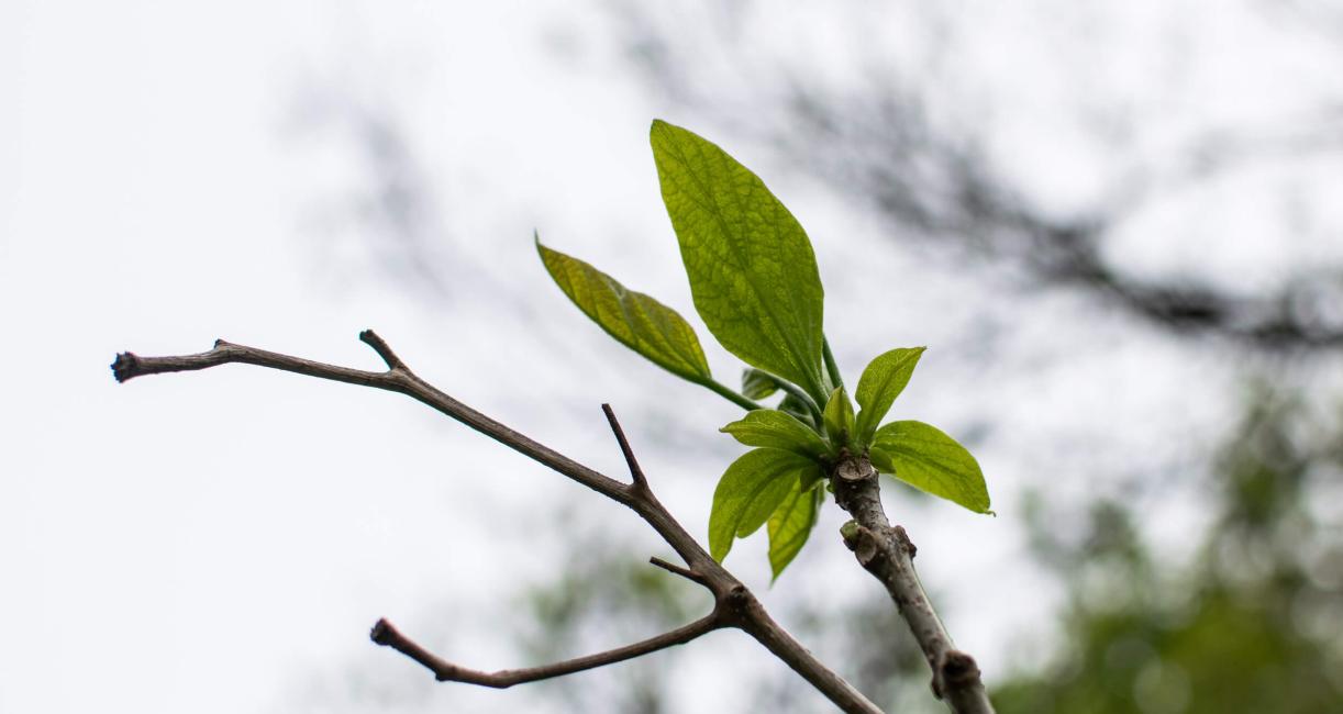 Tree leaves in spring