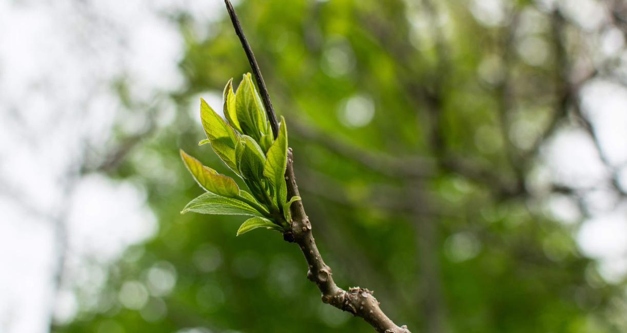 Tree leaves in spring