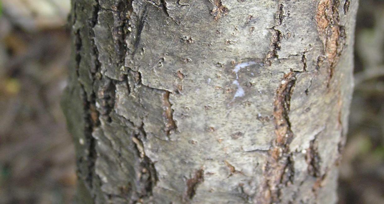 Tree bark