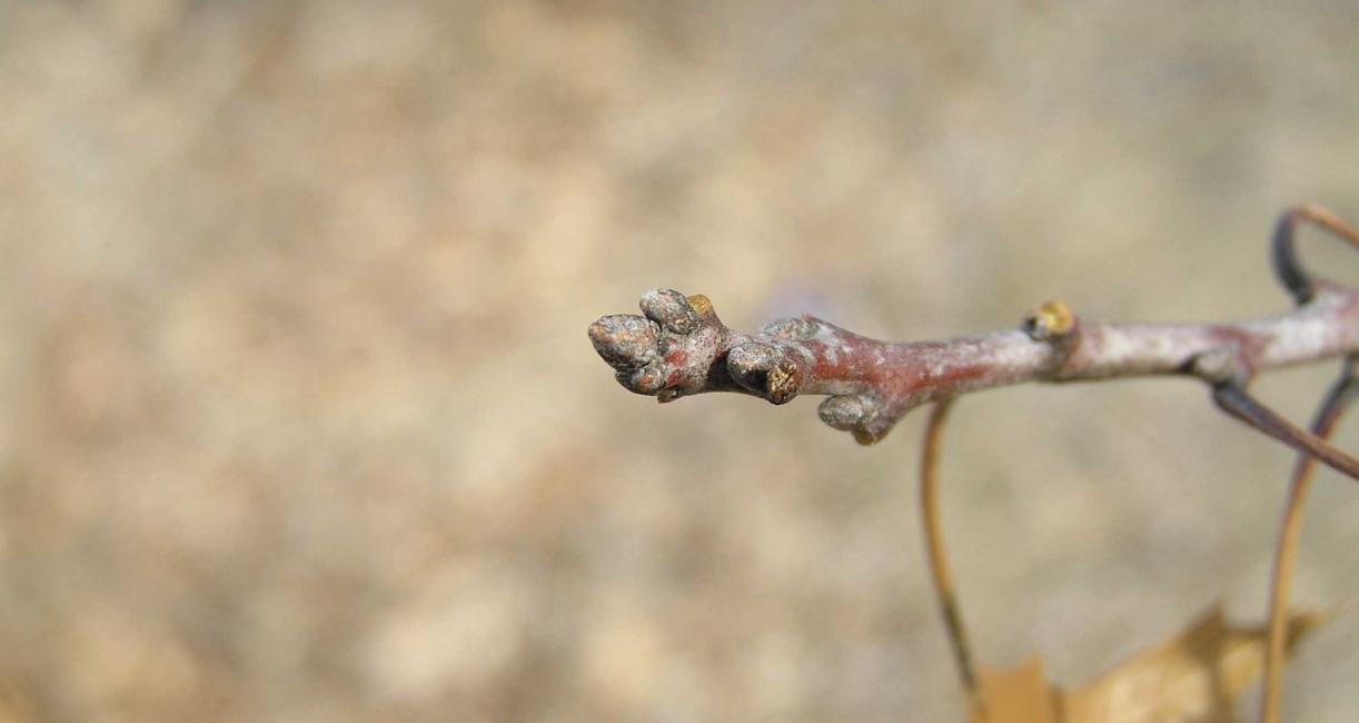 Tree bud