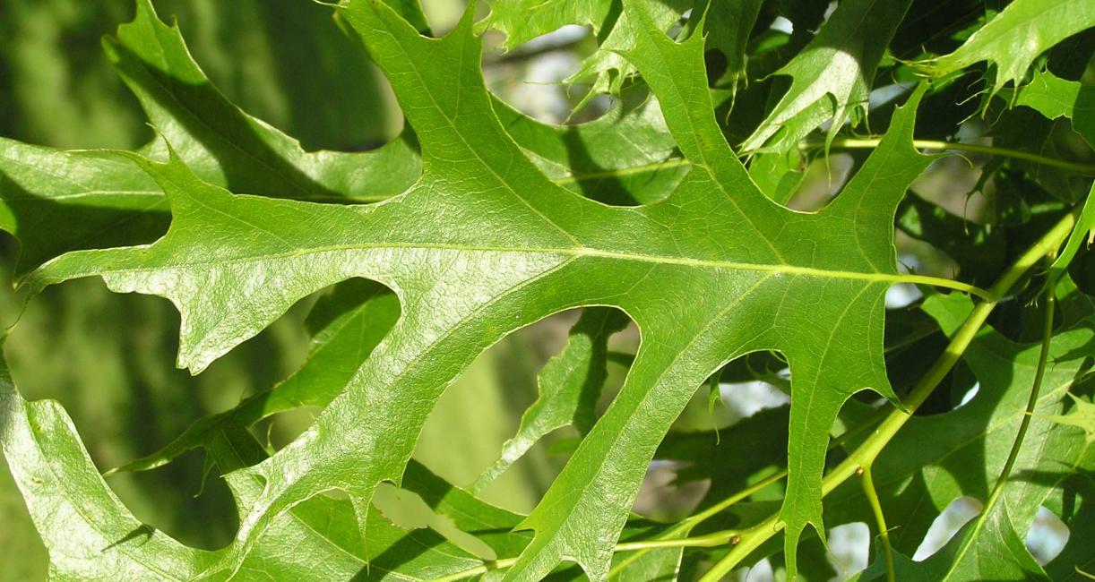 Tree leaves