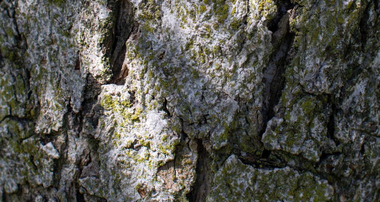 Tree bark