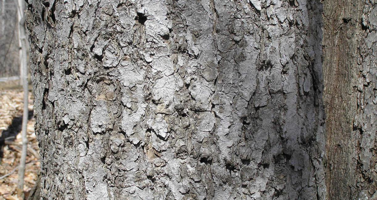 Tree bark