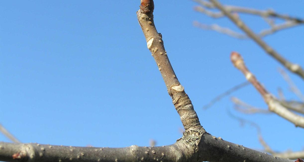 Tree branch